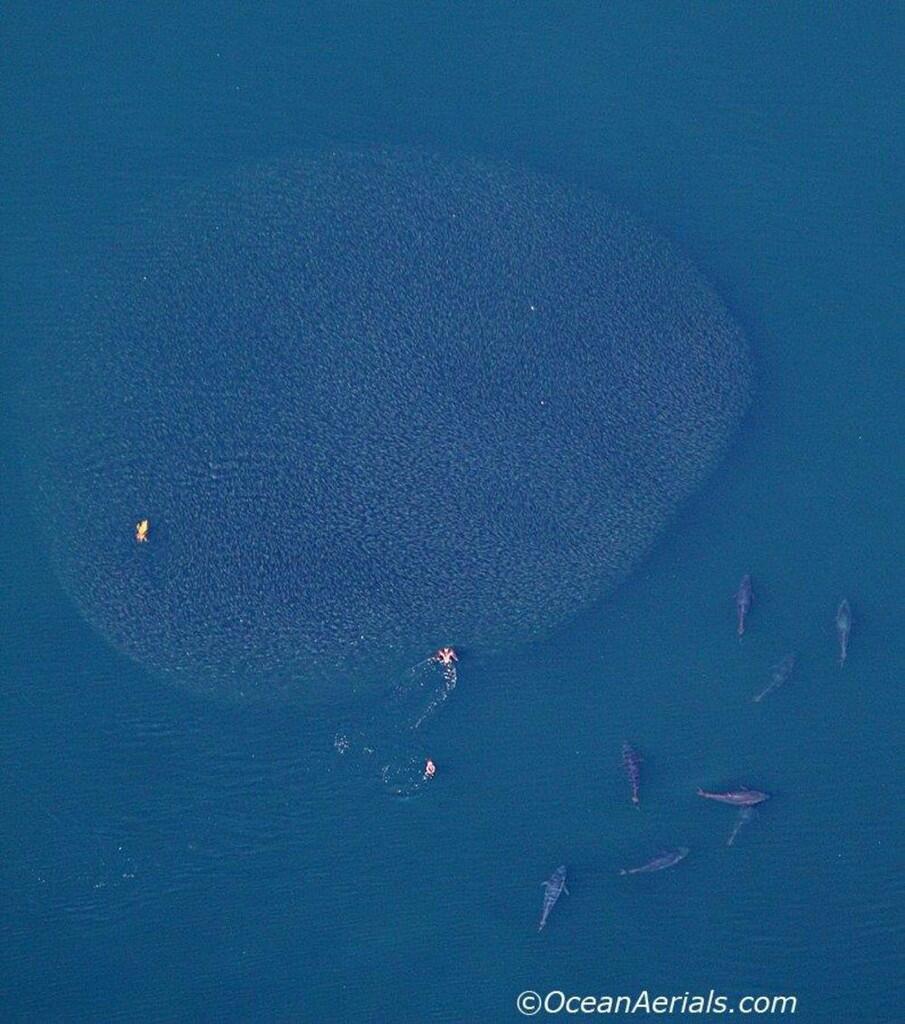 &quot;Aerial Views&quot; Abadikan Tuna Raksasa (BWK)