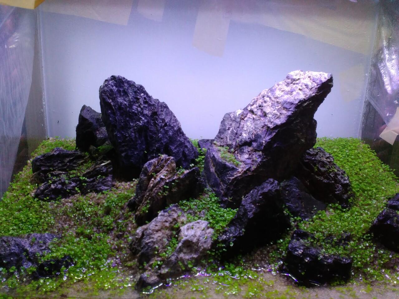 Aquascape For Everyone Part 2 Page 372 Kaskus