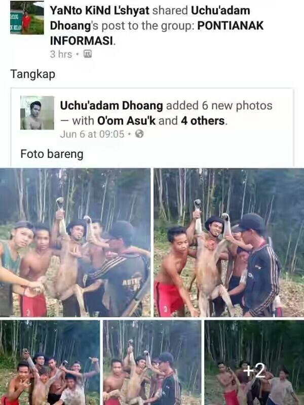 Bocah Alay Tangkap Satwa Langka Bekantan dan Dipajang di Facebook