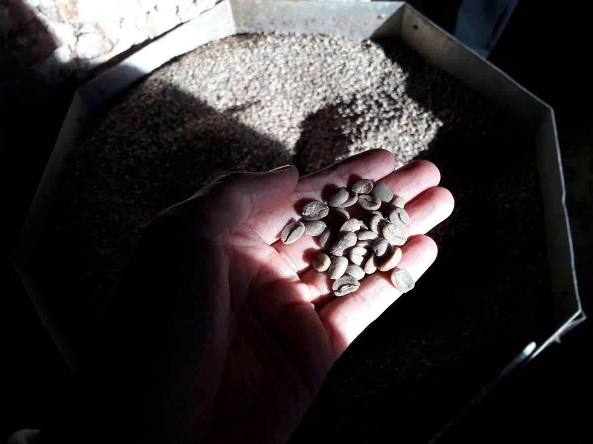 Kopi Papua, Kualitas Dunia Dalam Sebuah Rasa