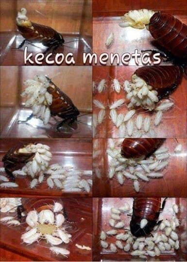 Di dalam Tubuh Kecoa terdapat Sejenis Cacing halus/lembut ?