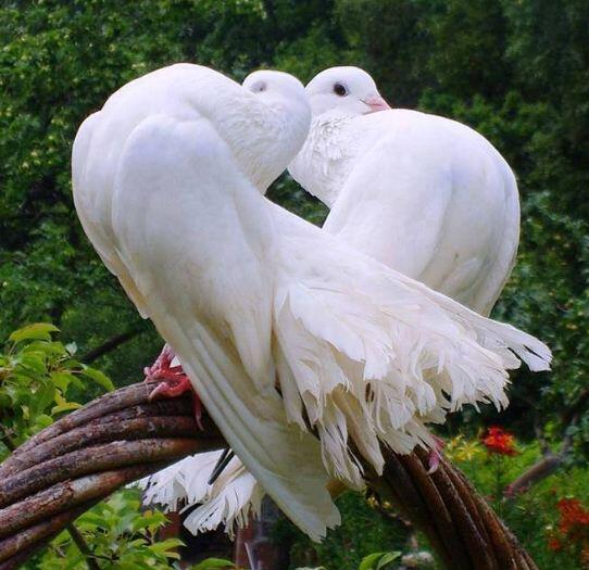 Ajaib, Foto-Foto Kemesraan Burung dengan Pasangannya Bagaikan Dua Sejoli Sejati