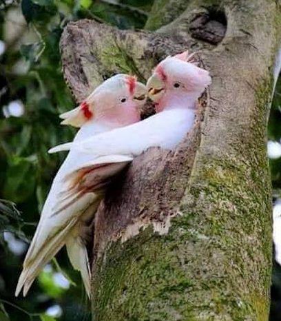 Ajaib, Foto-Foto Kemesraan Burung dengan Pasangannya Bagaikan Dua Sejoli Sejati