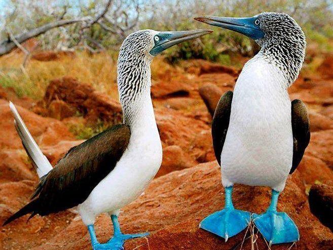 Ajaib, Foto-Foto Kemesraan Burung dengan Pasangannya Bagaikan Dua Sejoli Sejati