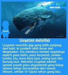 Monster Mengerikan Paus Melvillei Livyatan Lebih Sadis Dari Hiu Megalodon