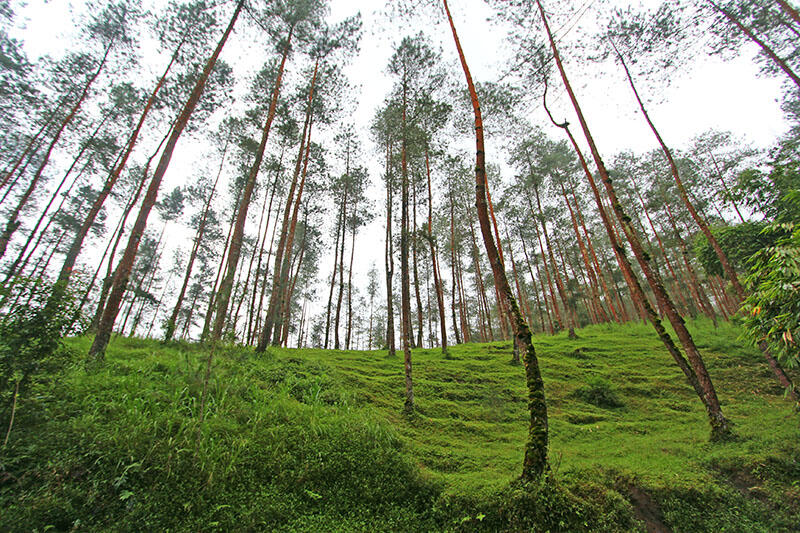 Merbabu via Pogalan