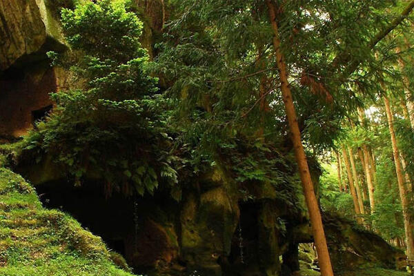 Fenomena Hutan teraneh di Bumi