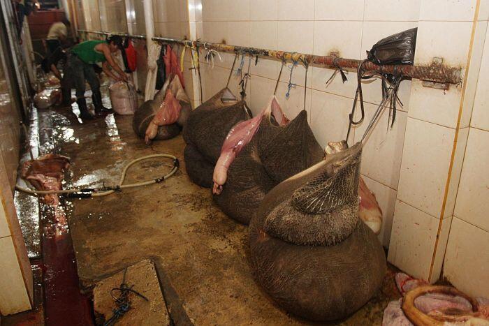 Ke mana pemerintah salurkan jeroan sapi sitaan?