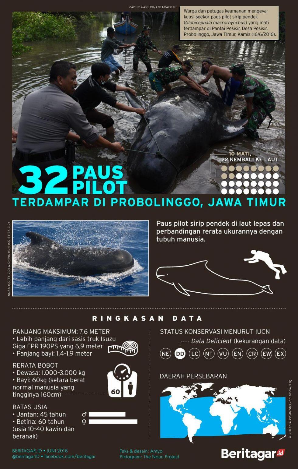 22 paus pilot tersesat itu kembali ke laut