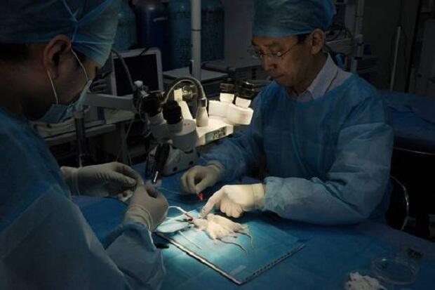 Dokter China Siap Cangkok Kepala Manusia ke Tubuh Orang Lain
