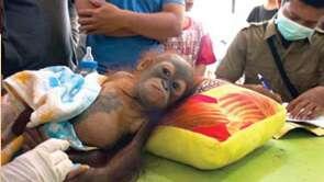 Manusia Kejam, bayi orang utan dengan 1 peluru ditubuhnya