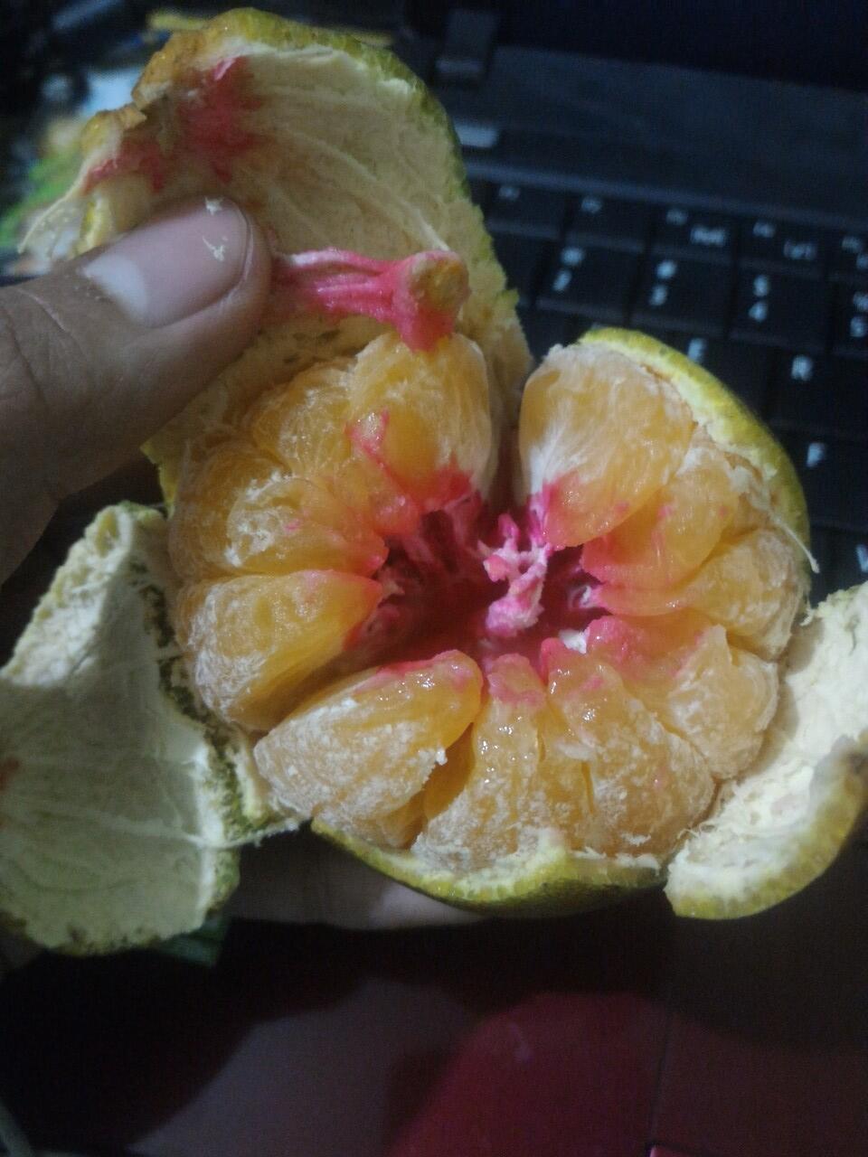 Ane beli jeruk di pedagang buah keliling, ada apa di dalamnya ?