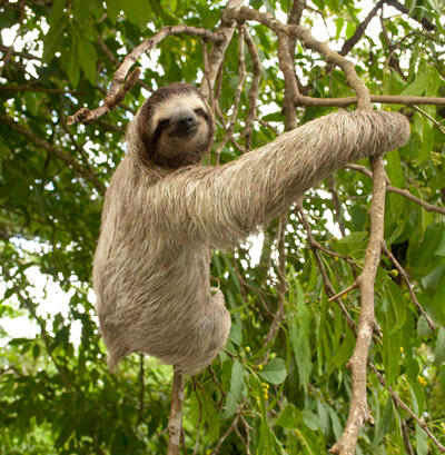 Kungkang ( sloth ) Hewan pemalas yang Lucu
