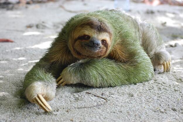 Kungkang ( sloth ) Hewan pemalas yang Lucu