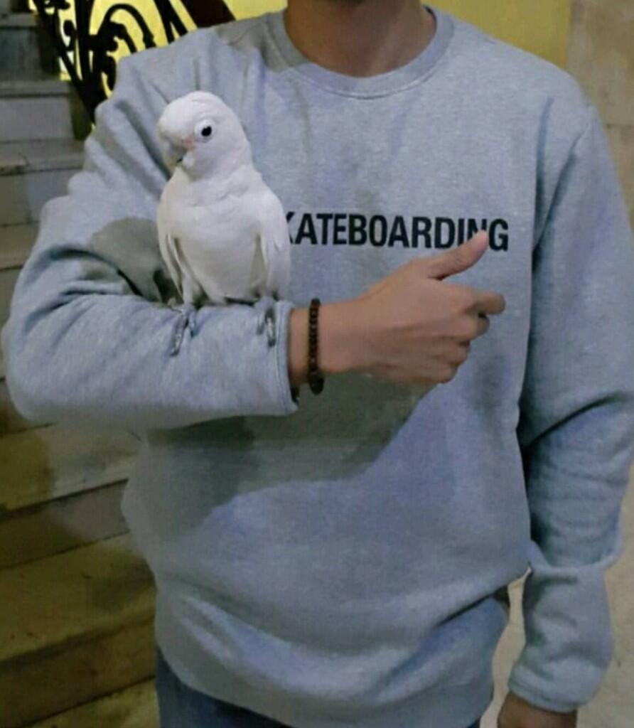 WTS burung kakatua goffin jinak