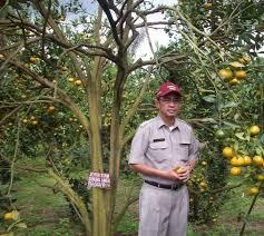 Desa Kecil Ini Pernah Jadi Ibukota Negara Indonesia (Nagari Koto Tinggi)