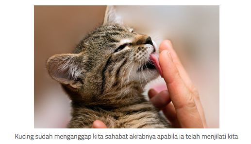 11 Tanda Kucing Mulai Menyayangi Kita!
