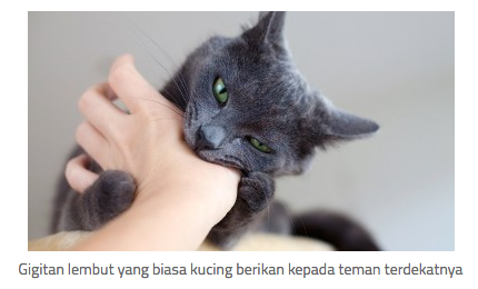 11 Tanda Kucing Mulai Menyayangi Kita!