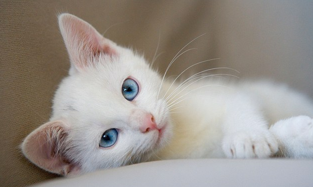 11 Tanda Kucing Mulai Menyayangi Kita!