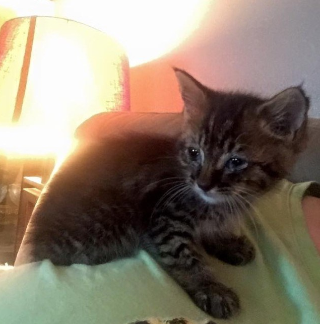 Gadis Kecil Selamatkan Anak Kucing Cyborg, Dan Kini Mereka Tak Terpisahkan
