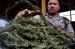 Ratusan Ganja dari Aceh Dimusnahkan di Tangerang