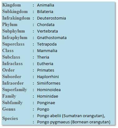 ≈ Fakta Orang Utan yang perlu kita ketahui ≈