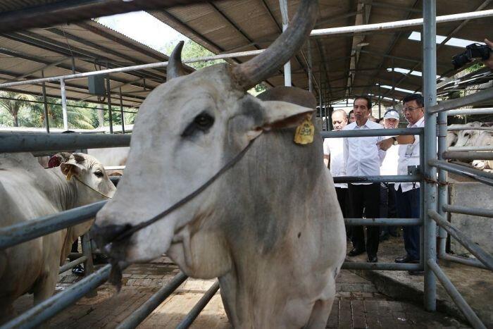 Mampukah Indonesia swasembada daging sapi?