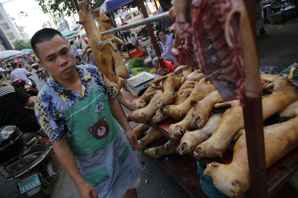 5 fakta festival daging anjing nan kontroversial di Tiongkok