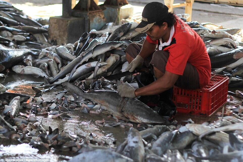 Thousands sharks slaughtered simply fins Indonesia.