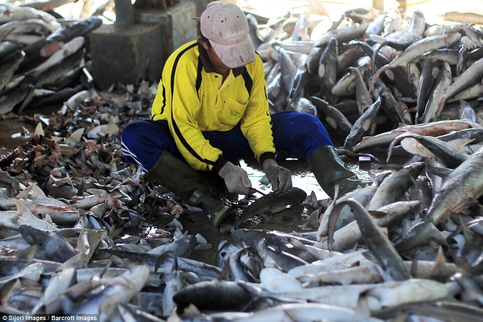 Thousands sharks slaughtered simply fins Indonesia.