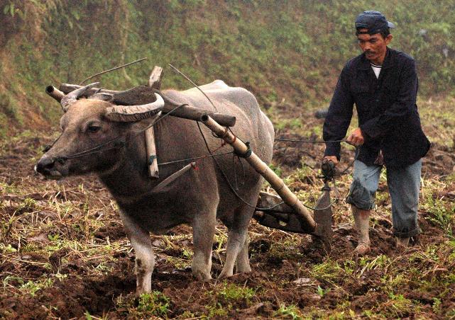 7 Alasan Perkimpoian Sesuku Dilarang di Minangkabau