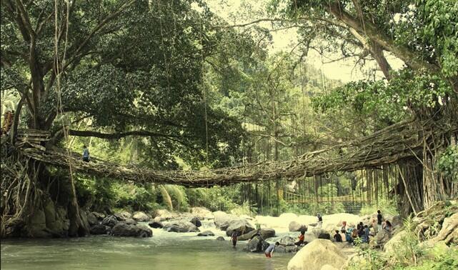 Ini Dia Mitos Dan Sejarah Jembatan Akar