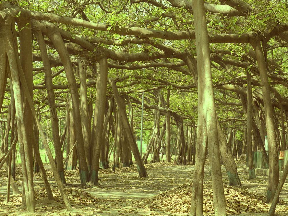  Ada Pemandangan yang Unik di Taman Botani Kolkata India