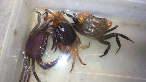 All About Indonesian Crab, Lobster &amp; Crayfish (Freshwater, barckish and marine)