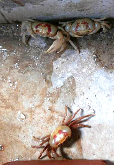 All About Indonesian Crab, Lobster &amp; Crayfish (Freshwater, barckish and marine)