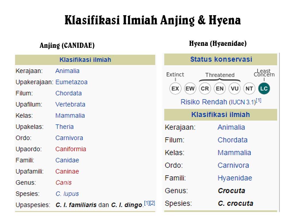 Hyena Halal ?!