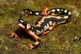 Fakta Mengejutkan tentang Salamander