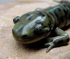 Fakta Mengejutkan tentang Salamander