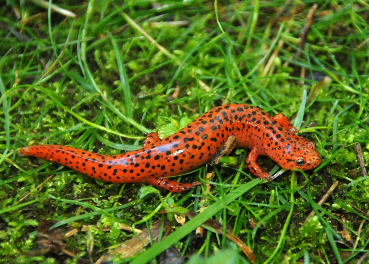 Fakta Mengejutkan tentang Salamander