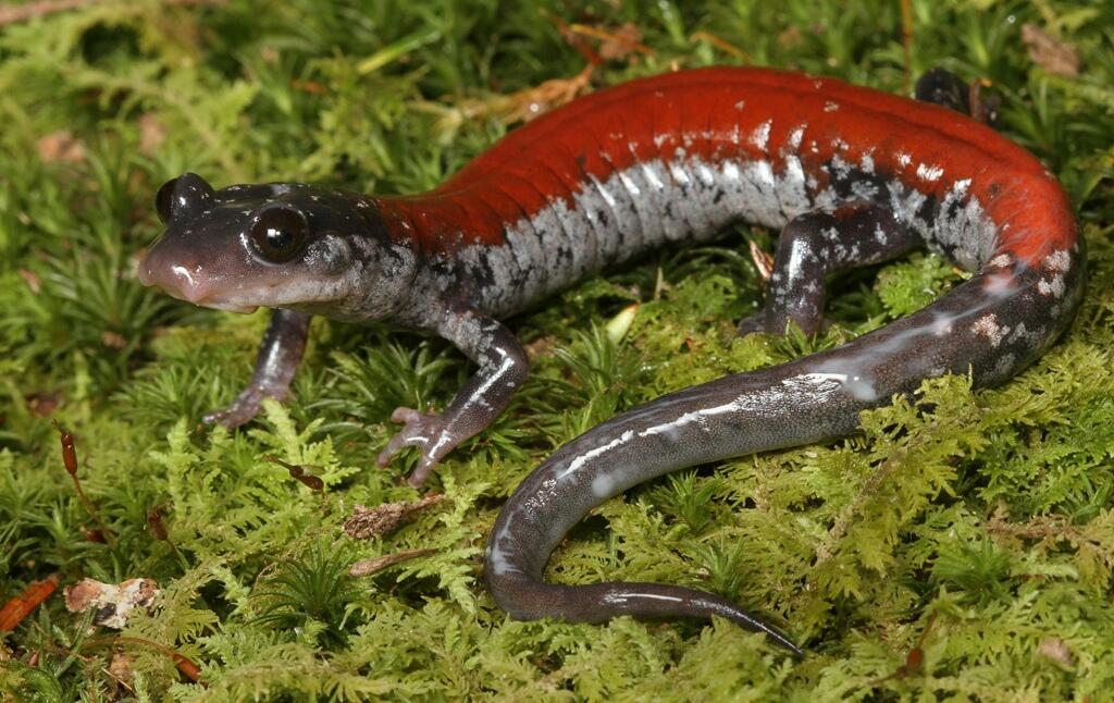 8600 Gambar Hewan Salamander Terbaru