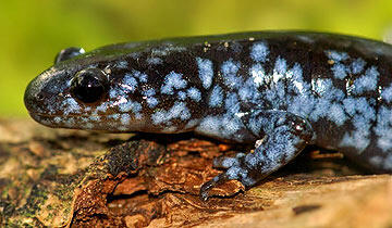 Fakta Mengejutkan tentang Salamander