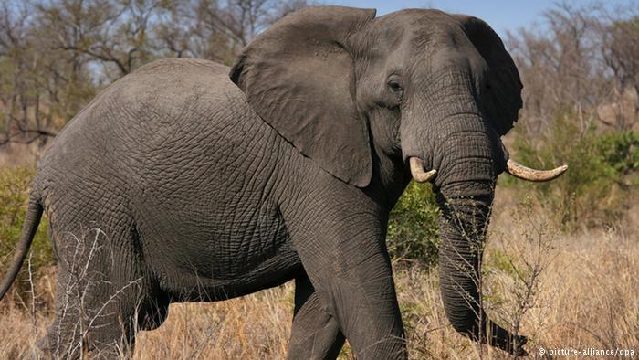 Gajah, Hewan Darat Yang Tak Bisa Melompat