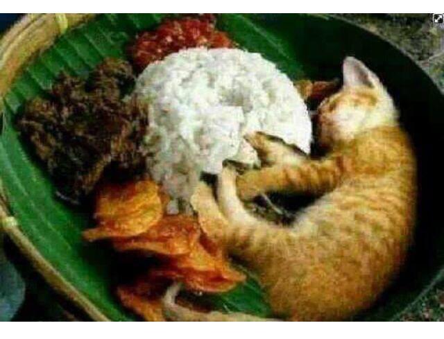 Dilarang makan nasi kucing gan,,,,