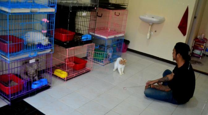 Jelang Lebaran, Pengguna Jasa Penitipan Kucing Membludak
