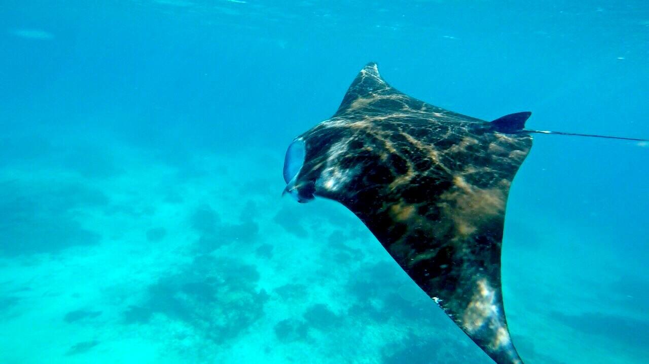 Derawan 18-21 agustus cuma 1,700K