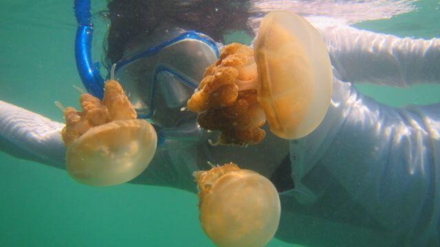 Derawan 18-21 agustus cuma 1,700K