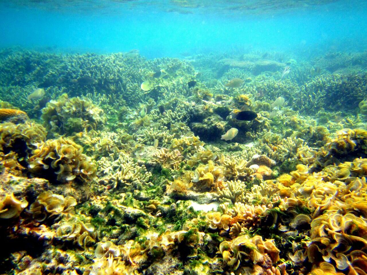 Derawan 18-21 agustus cuma 1,700K