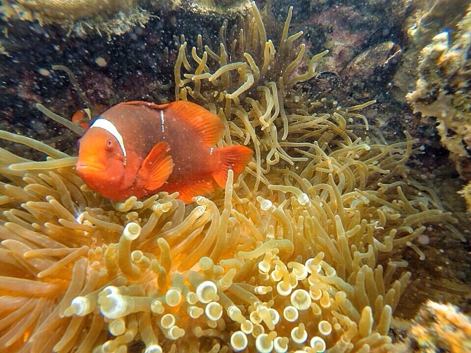 Derawan 18-21 agustus cuma 1,700K
