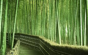 Ilmuwan Uji Bambu Sebagai Bahan Bangunan
