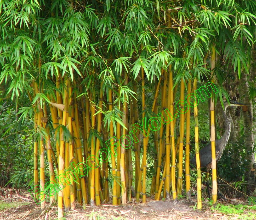 Ilmuwan Uji Bambu Sebagai Bahan Bangunan